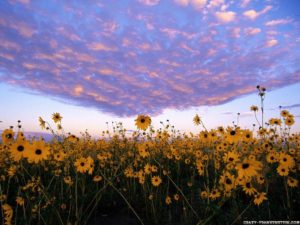 heaven-and-earth-