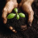 planting a seed
