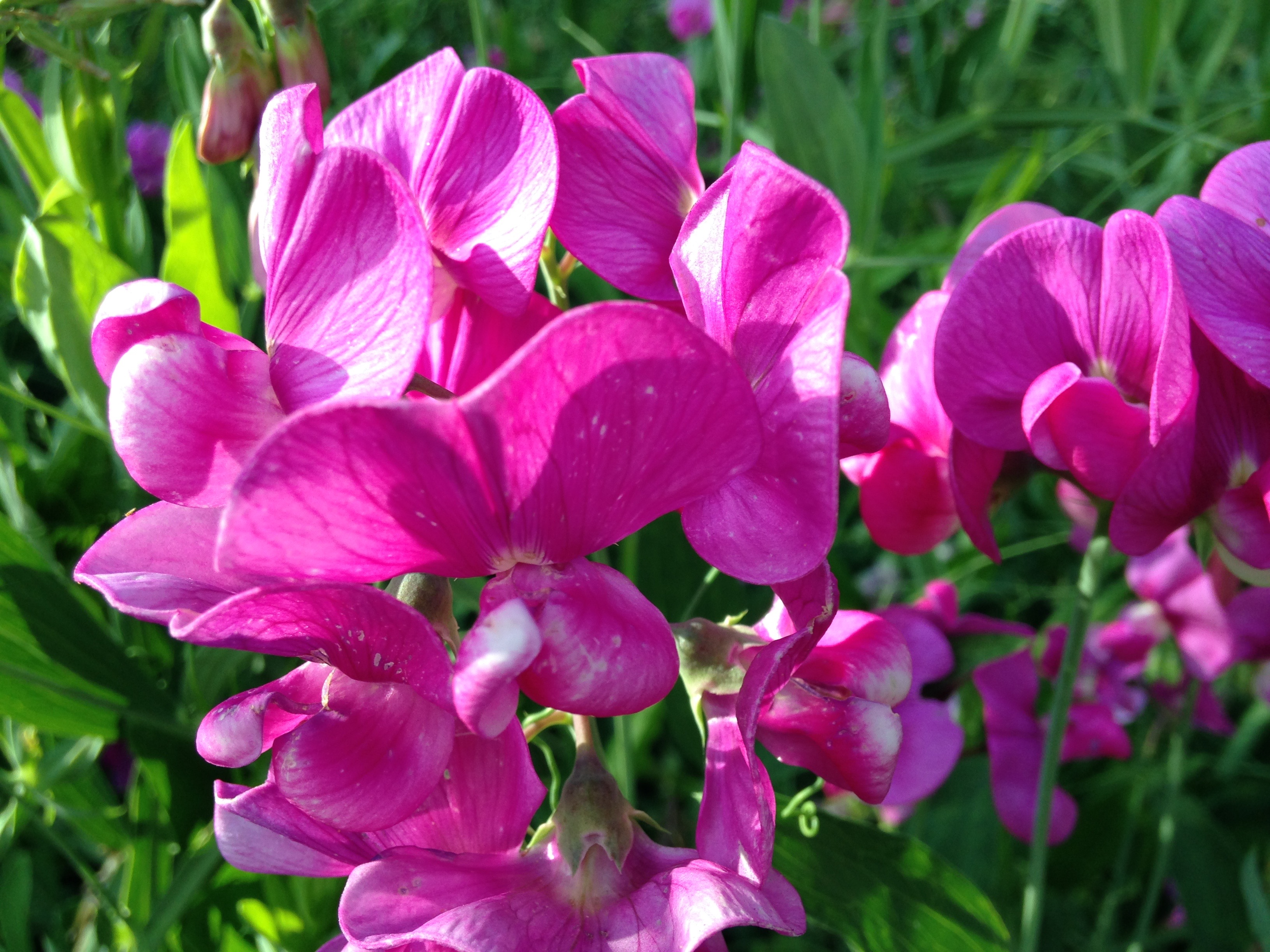 Taos Yoga Retreat Karma Yoga Center