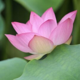 Lotus-Ayurveda-Soma- Spa-KarmaYoga Lotus-Ayurveda-Soma- Spa-KarmaYoga