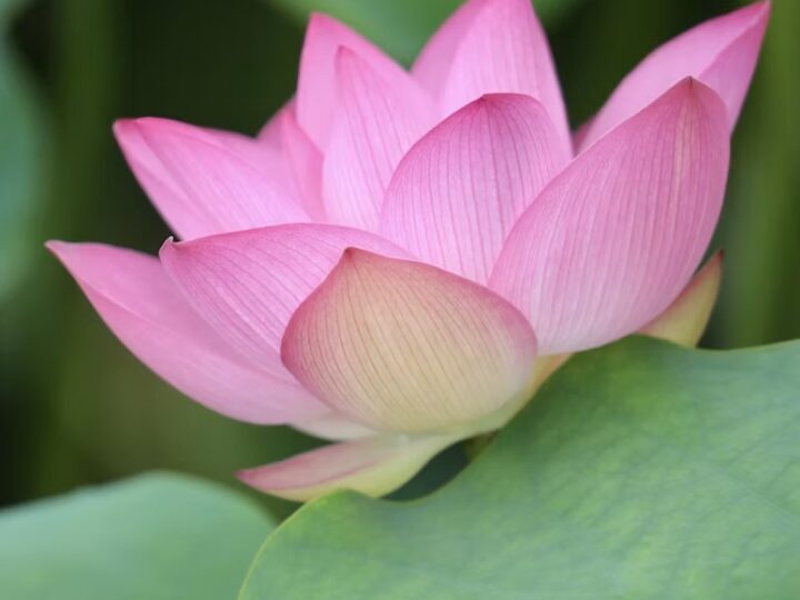 Lotus-Ayurveda-Soma- Spa-KarmaYoga Lotus-Ayurveda-Soma- Spa-KarmaYoga
